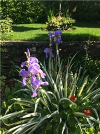 547ebc1a-20170522 Ri perunike.jpg